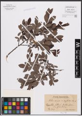 Foto von Salix aurita L. x Salix myrtilloides L.
